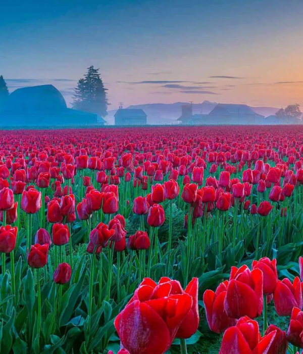 Indira Gandhi Memorial Tulip Garden Srinagar