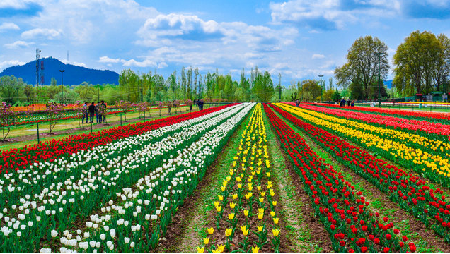 Kashmir Summer Tour Package - Tulip Garden in Bloom